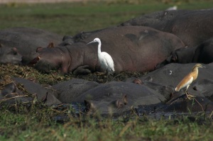 Little Egret - Place in Abersoch. Hippo - Unconfirmed.
